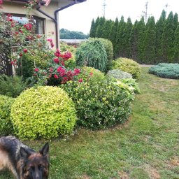 HEDI Ogrody - Zadbany ogród przydomowy z różnorodną roślinnością: krzewy, róże pnące, tuje. W kadrze pies rasy owczarek niemiecki. Widok na dom w tle.