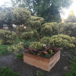 Formowany krzew iglasty w drewnianej skrzyni z kolorowymi kwiatami, otoczony ziemią i trawą. W tle widoczny ogród z innymi roślinami i budynkiem.