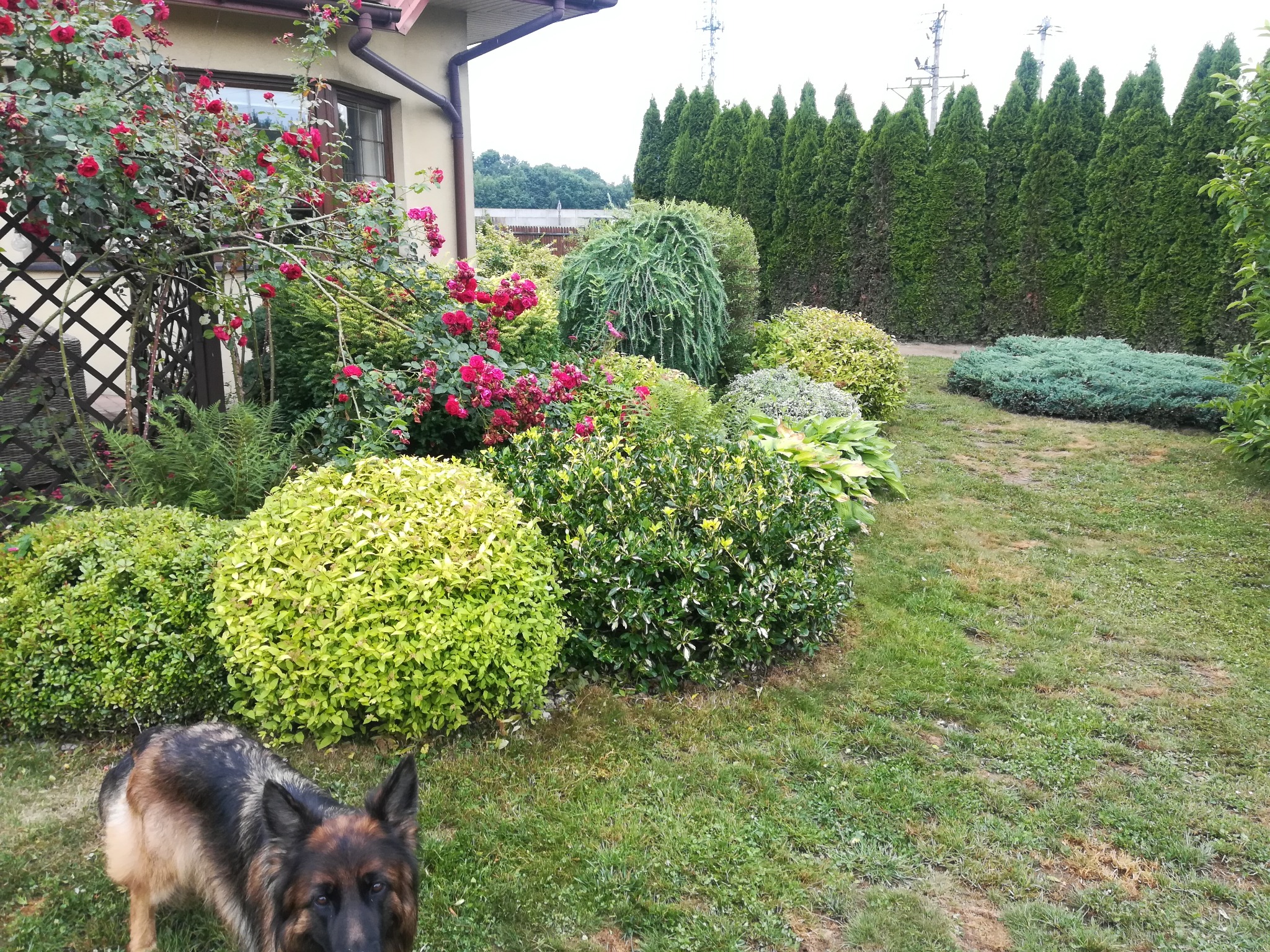 Zadbany ogród przydomowy z różnorodną roślinnością: krzewy, róże pnące, tuje. W kadrze pies rasy owczarek niemiecki. Widok na dom w tle.
