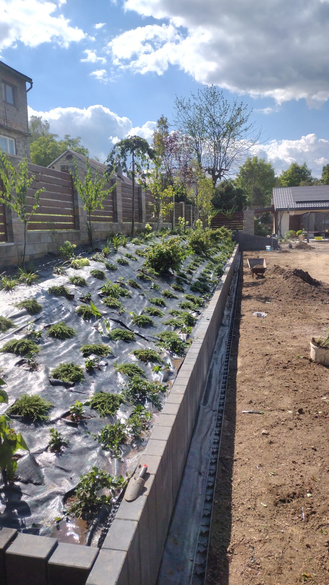 Przygotowanie terenu pod ogród: rozłożona agrowłóknina z nasadzeniami, obrzeże z kostki, widoczna ziemia i taczka w tle, słoneczny dzień.