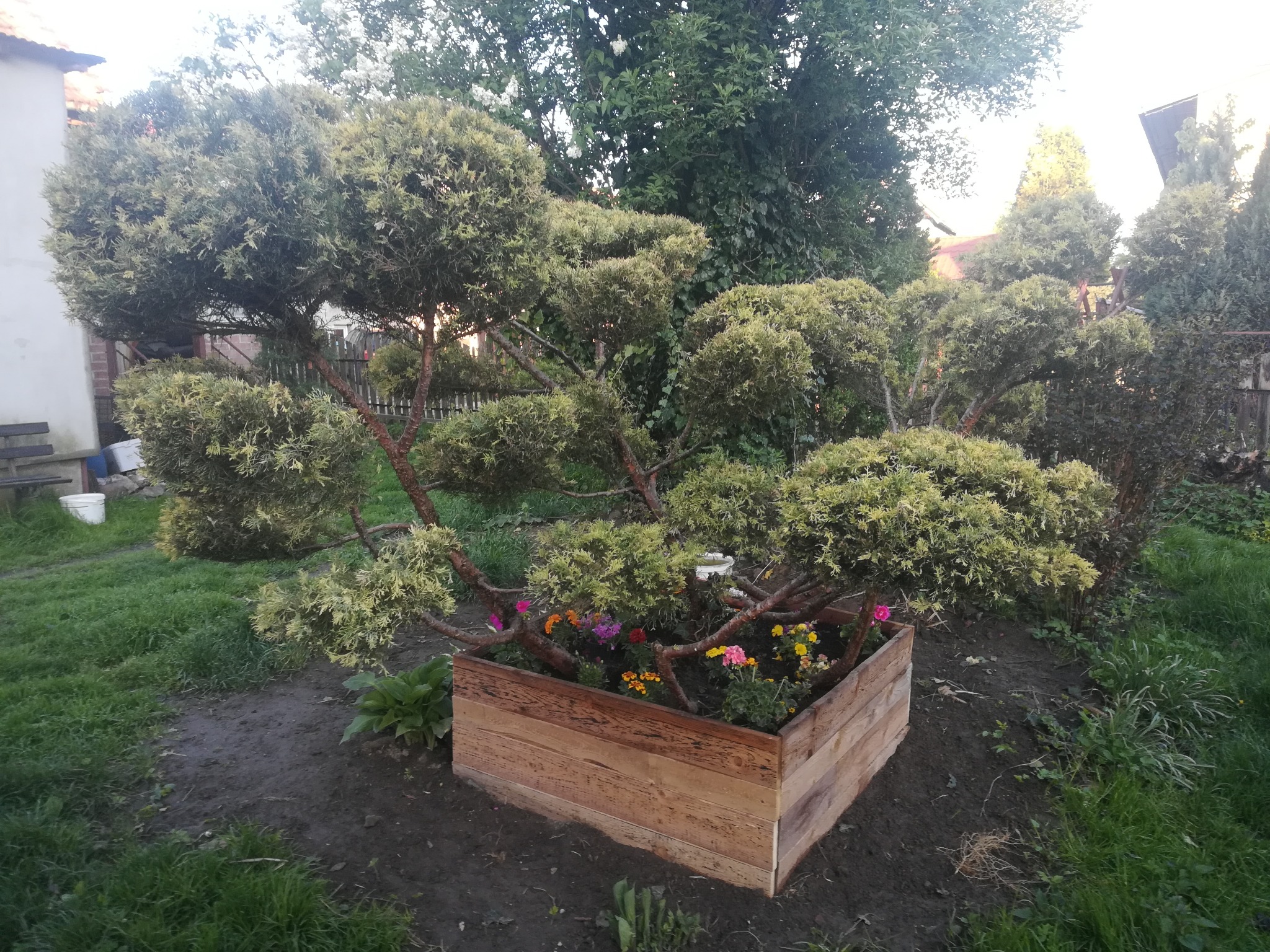 Formowany krzew iglasty w drewnianej skrzyni z kolorowymi kwiatami, otoczony ziemią i trawą. W tle widoczny ogród z innymi roślinami i budynkiem.