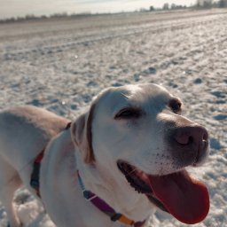 Wyprowadzanie psów Częstochowa 1