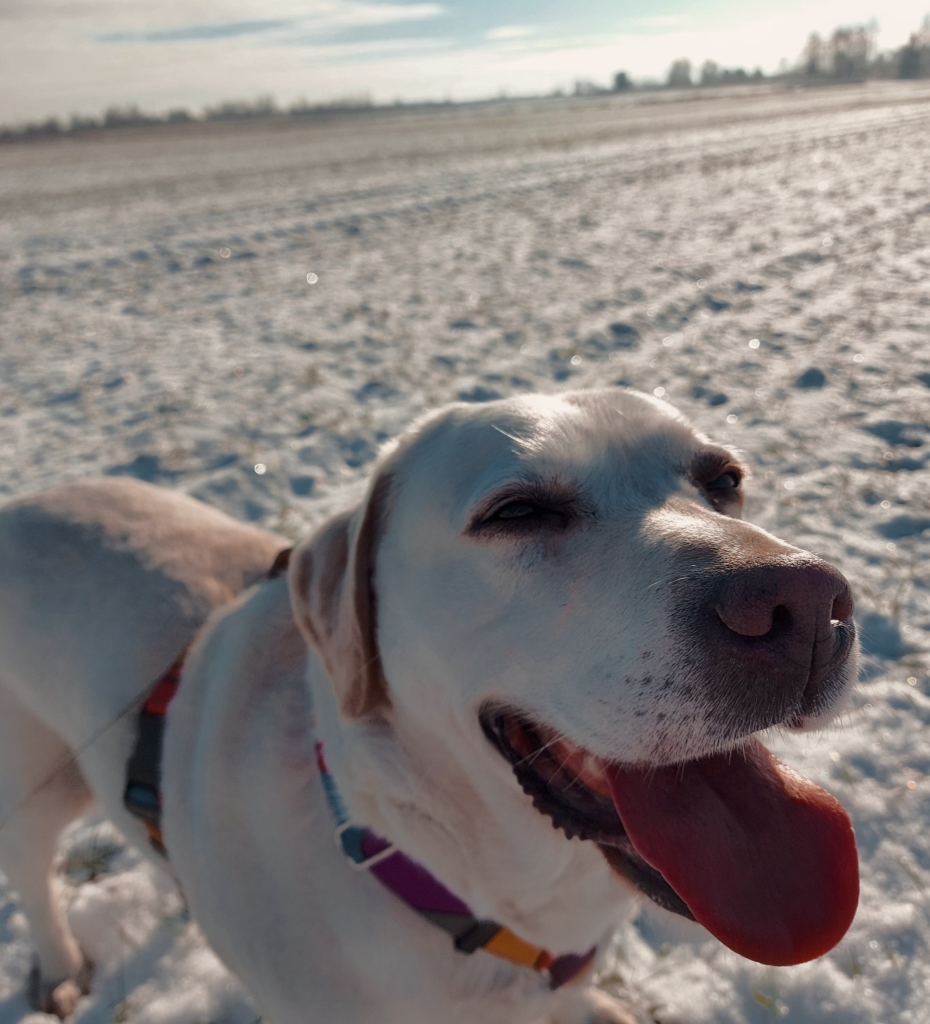 Uśmiechnięty labrador w uprzęży z kolorowymi akcentami, dyszący w zimowym plenerze na tle zaśnieżonego pola.