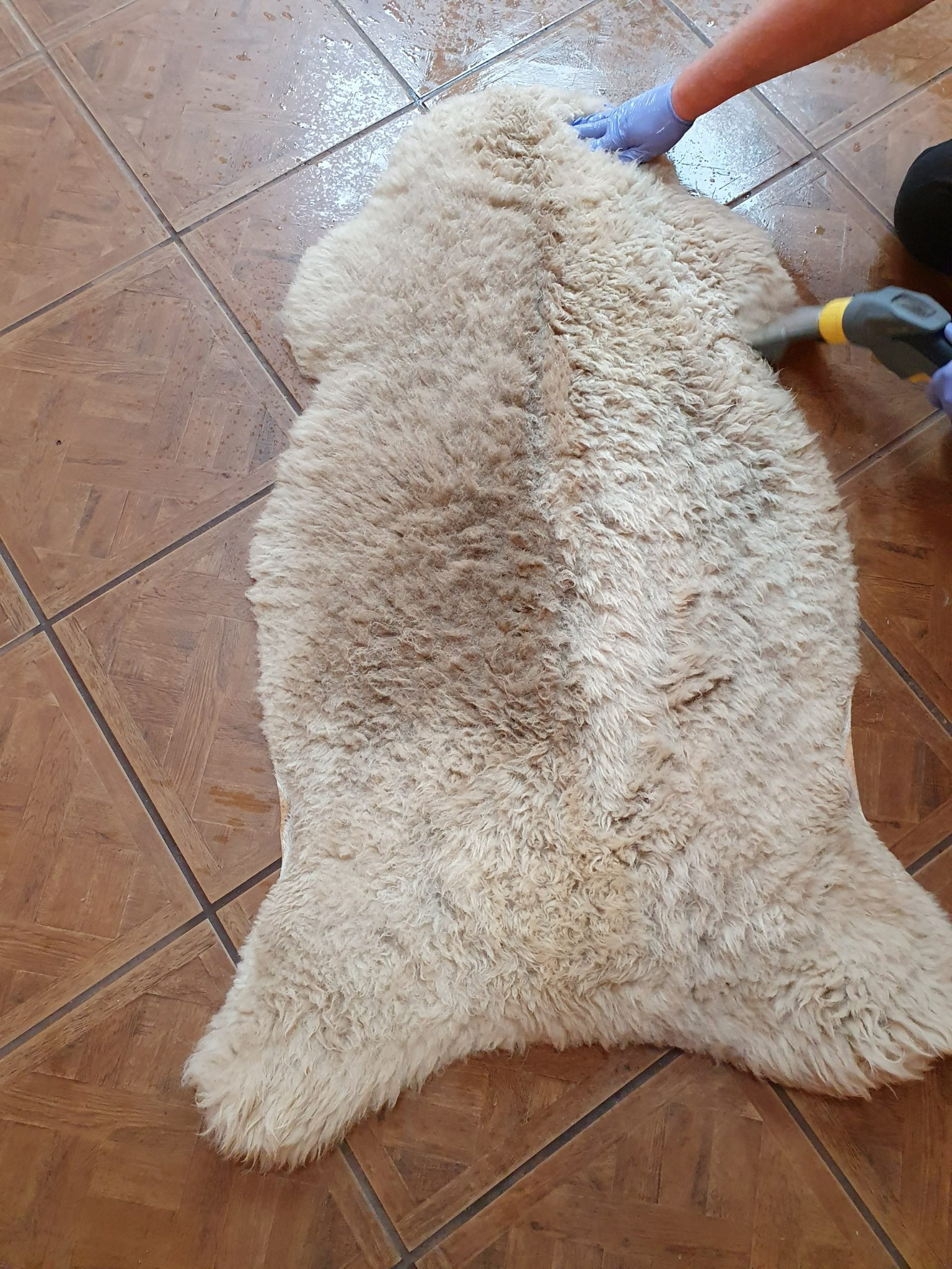 Czyszczenie dywanu ze skóry owczej za pomocą odkurzacza piorącego na tle brązowej podłogi z płytek.