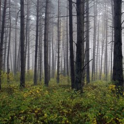 Fotograf eventowy Świerczyna 3