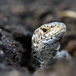 Fotograf eventowy Świerczyna 4
