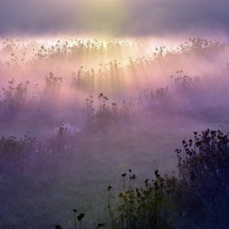 Artur Pawlak - Pole uschniętych roślin we mgle o świcie, promienie słońca przebijają się przez mglistą zasłonę.