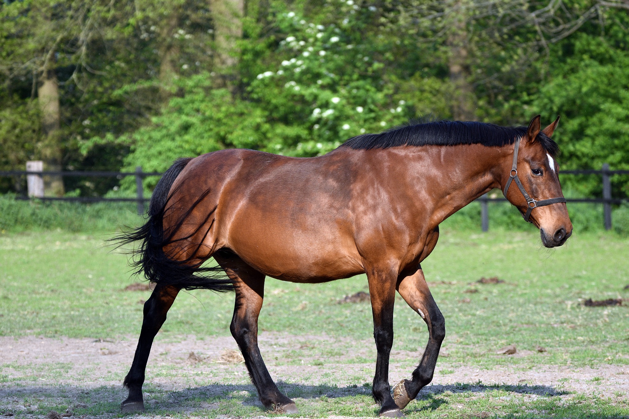 Brązowy koń z czarną grzywą i nogami, z białą strzałką na czole, spaceruje po zielonym pastwisku w słoneczny dzień.