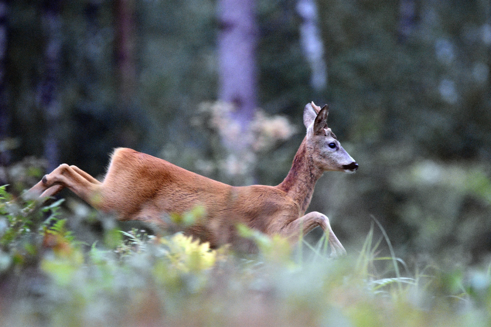 Sarna w biegu przez leśne zarośla, uchwycona w dynamicznym ujęciu z bliska.