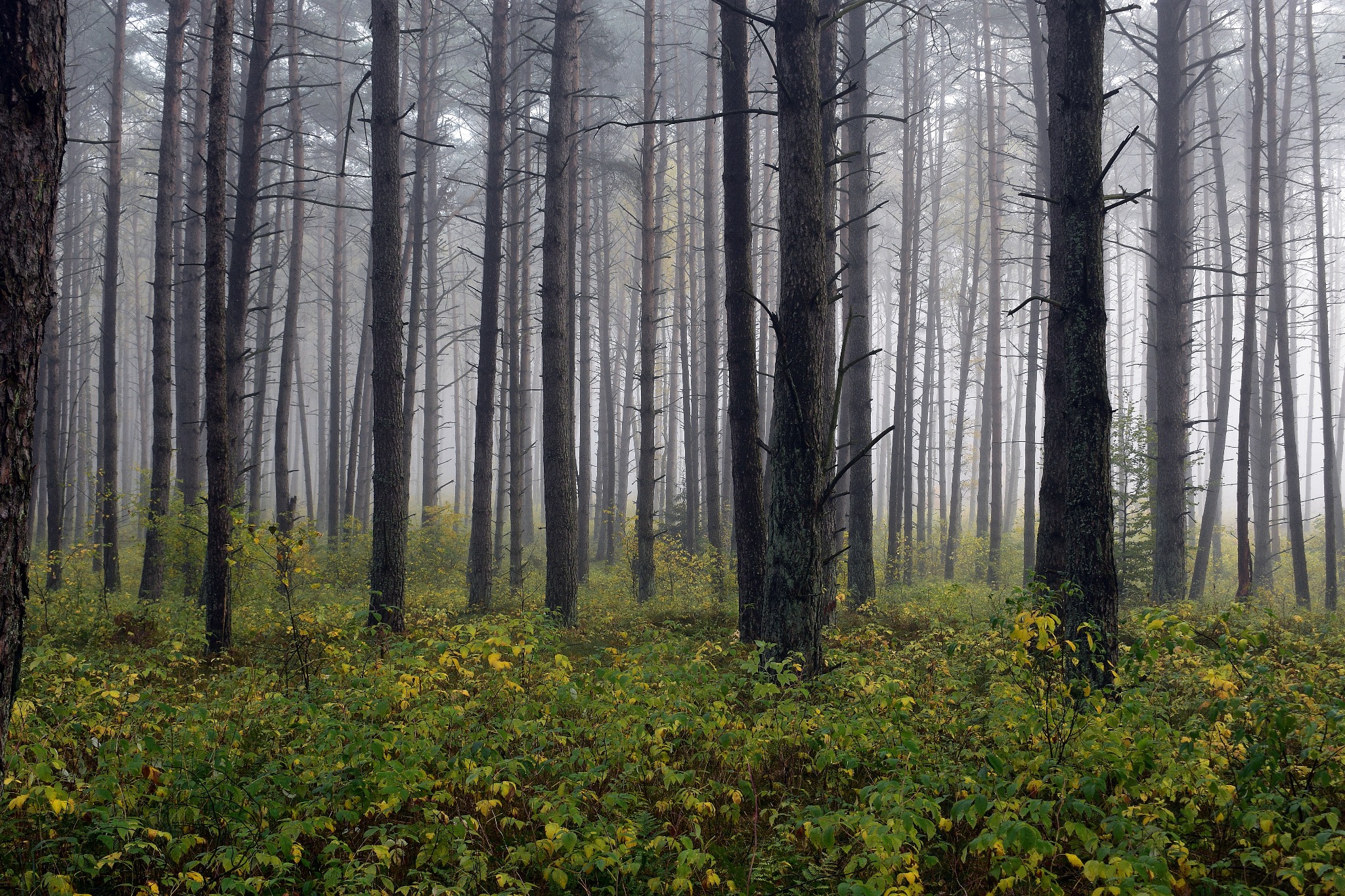 Mglisty las sosnowy z żółknącymi liśćmi na krzewach w runie, wysokie drzewa z cienkimi pniami tworzą gęsty szpaler, perspektywa zbiega się w oddali.