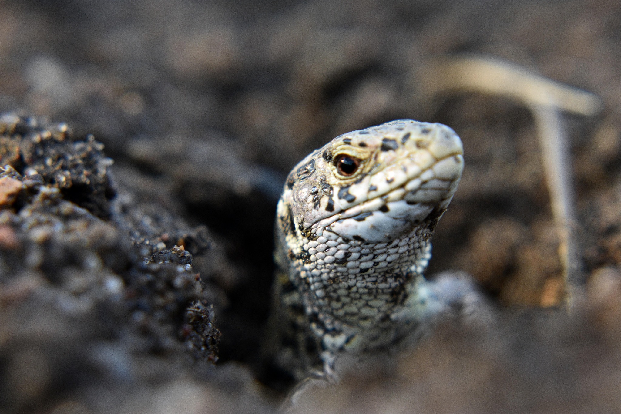 Portret jaszczurki o łuskowatej skórze, wyłaniającej się z ziemi, z widocznym okiem i fragmentem ciała.