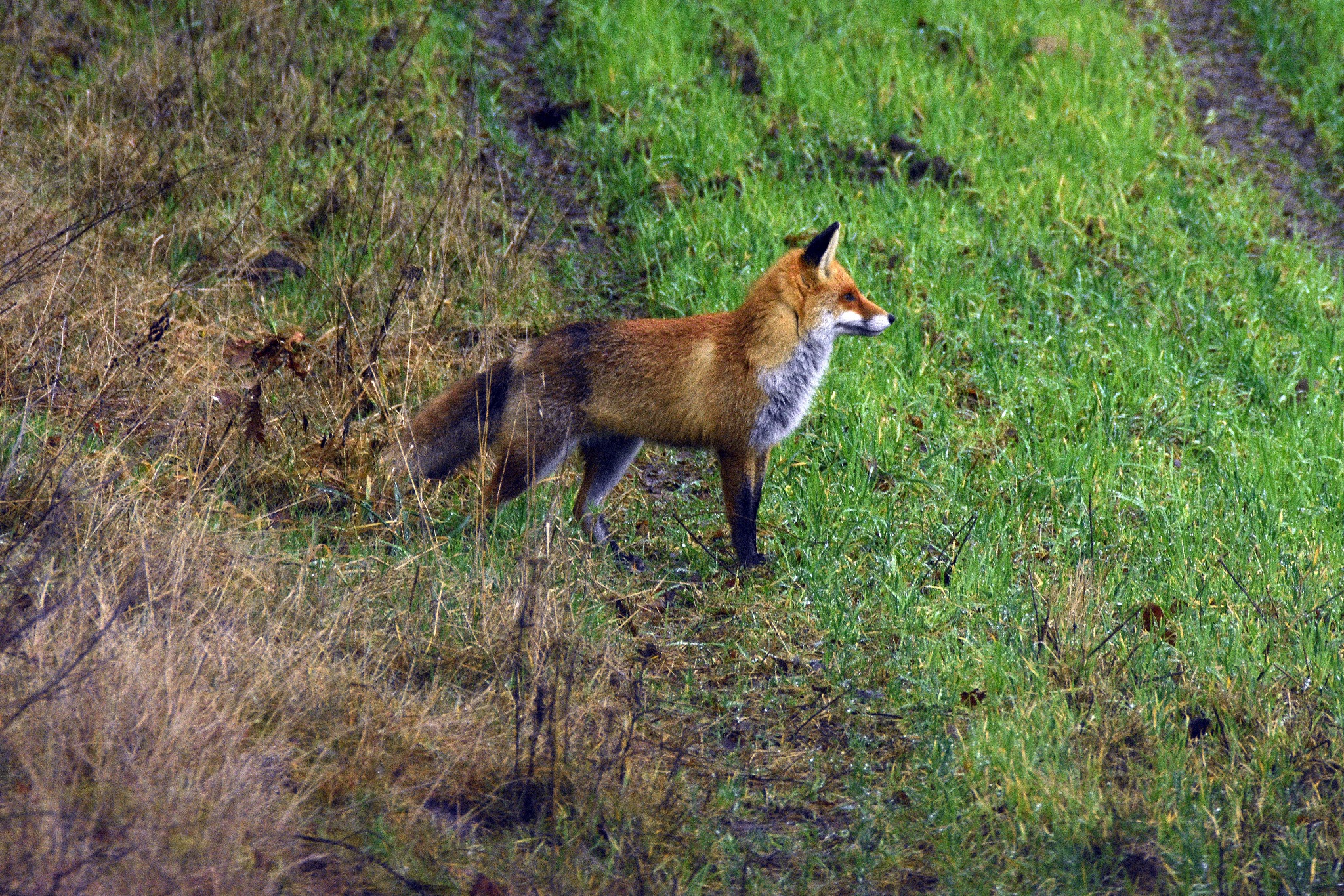 Rudy lis stoi na wilgotnej, zielonej trawie, z suchymi źdźbłami trawy w tle, patrząc w prawo.