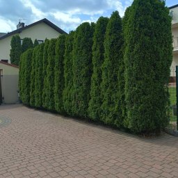 Usługi Sprzątające MKG - Równa linia gęstych, zielonych tuj tworzy żywopłot wzdłuż czerwonej kostki brukowej. W tle budynki pod błękitnym, pochmurnym niebem.