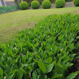 Usługi Sprzątające MKG - Kwitnący szpaler konwalii majowej w ogrodzie, z równo przyciętym trawnikiem i kulistymi krzewami w tle. Dom w oddali.