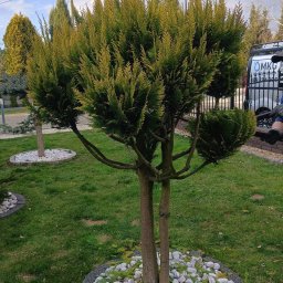 Usługi Sprzątające MKG - Formowany żywotnik zachodni 'Globosa' otoczony białymi kamieniami i obrzeżem z kostki, na tle zielonego trawnika i innych drzew. W tle widoczny samochód dostawczy.