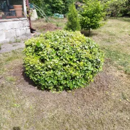 Krzew o kulistym kształcie z jasnozielonymi liśćmi w ogrodzie. W tle widoczny fragment szklarni i inne drzewa. Trawa wokół krzewu jest częściowo wyschnięta.