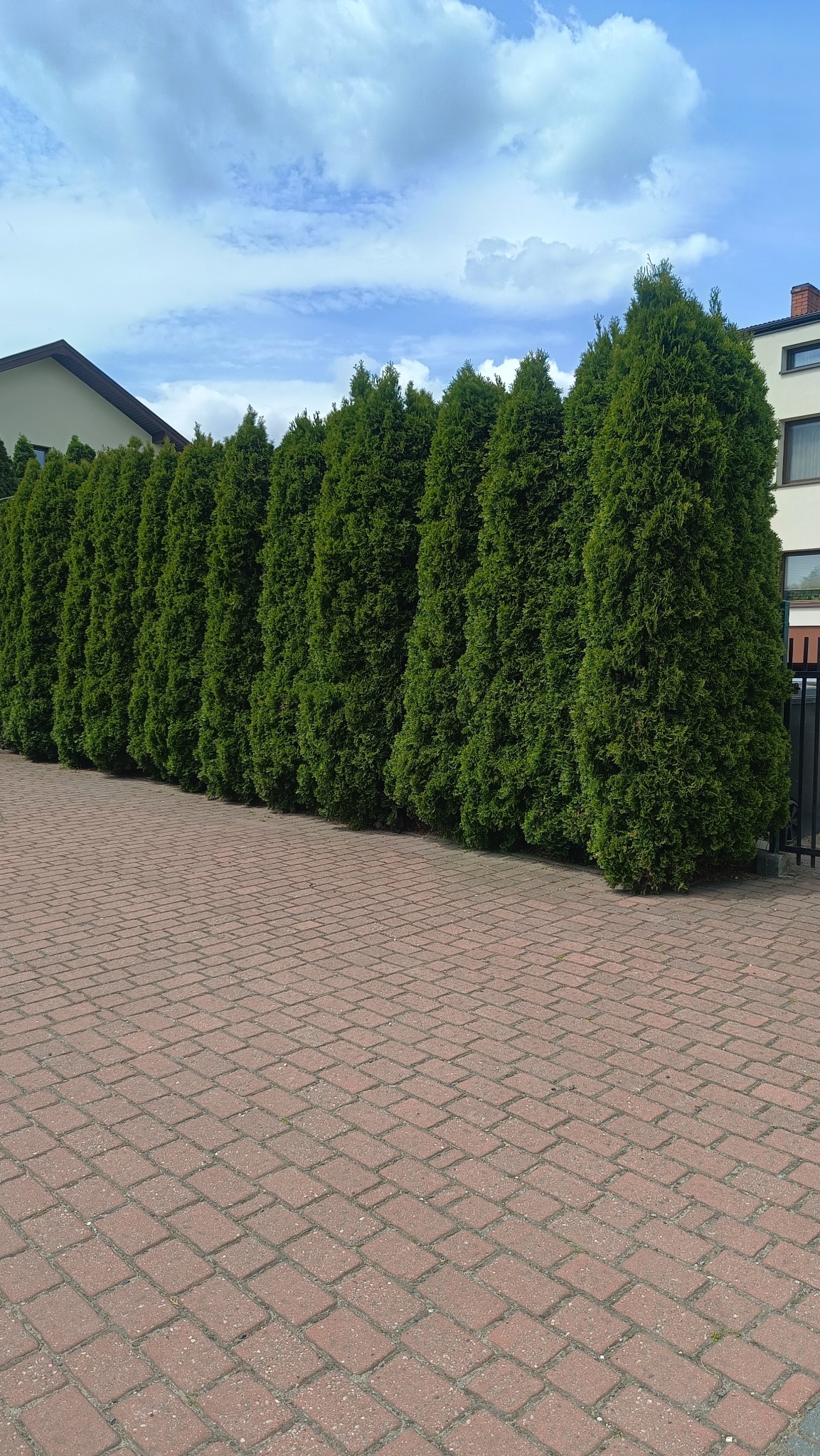Równy szpaler zielonych tuj oddziela posesję od chodnika z czerwonej kostki brukowej. W tle budynek z oknami i błękitne niebo z chmurami.