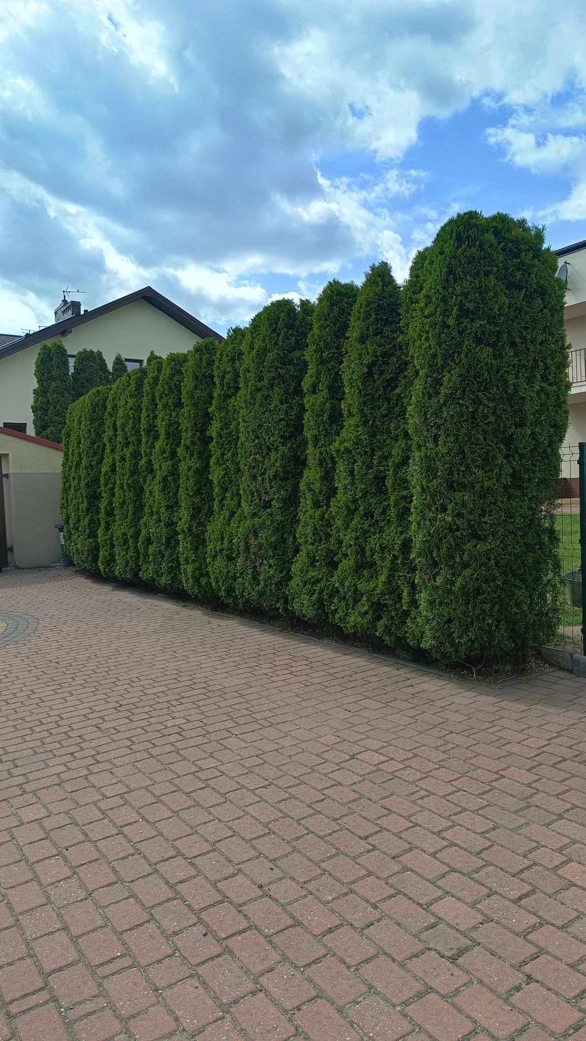 Równa linia gęstych, zielonych tuj tworzy żywopłot wzdłuż czerwonej kostki brukowej. W tle budynki pod błękitnym, pochmurnym niebem.