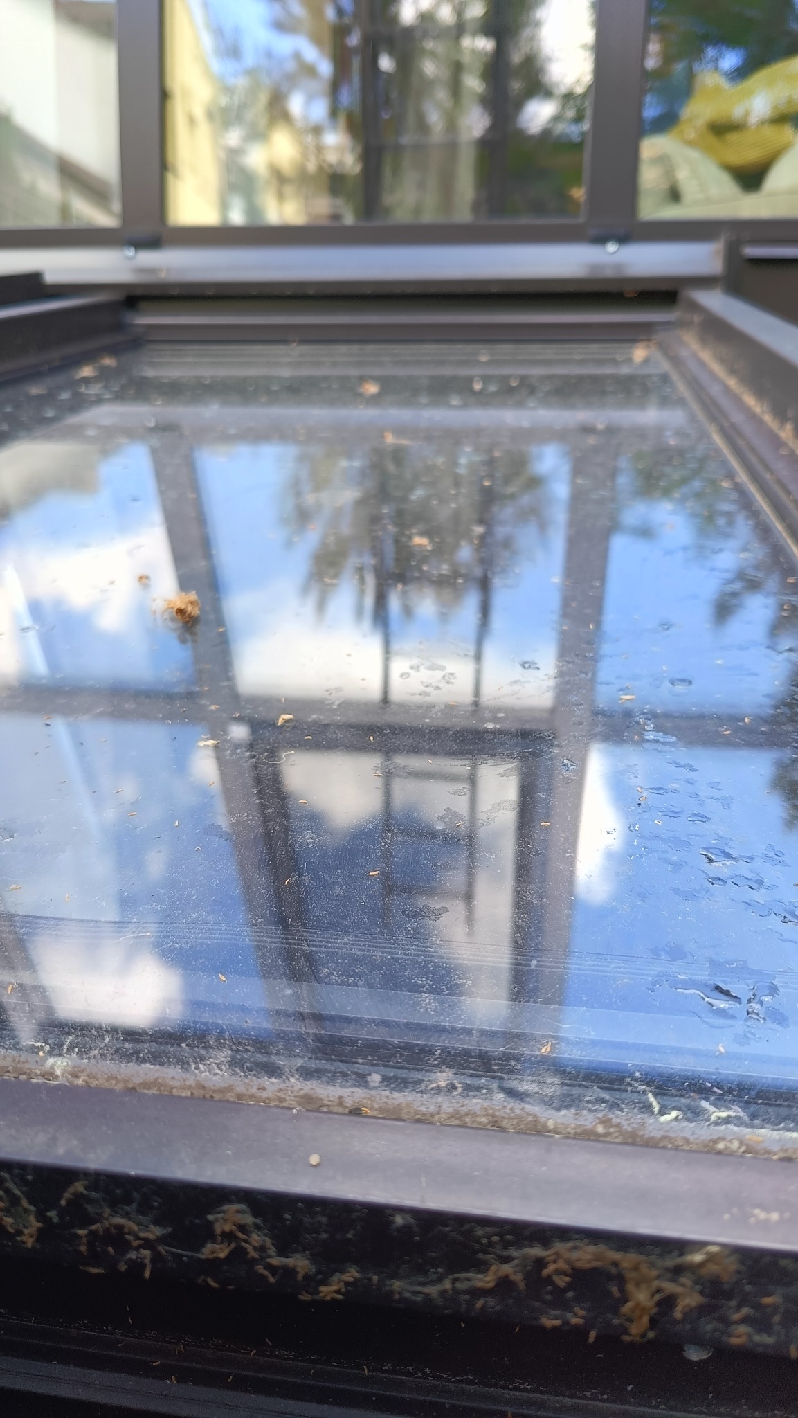 Brudne okno z widocznymi smugami, resztkami organicznymi i osadami, ukazujące potrzebę profesjonalnego mycia. Widoczne odbicie drzew i nieba.