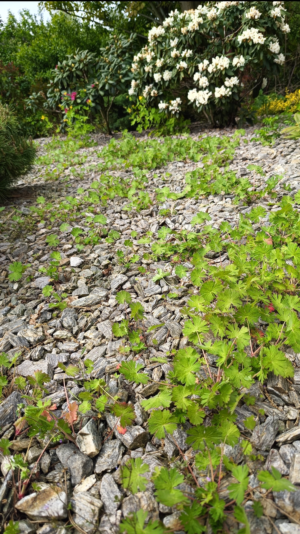 Rabata z wysypanym grysem, na której rosną małe krzewy. W tle widać kwitnące krzewy i drzewa, co sugeruje zadbany ogród.