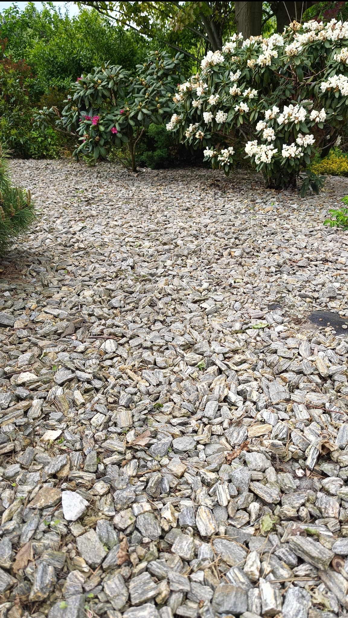 Kora kamienna wysypana pod kwitnącymi krzewami różaneczników. Dekoracyjne kamienie w odcieniach szarości i bieli, małe zielone rośliny, kompozycja ogrodu.