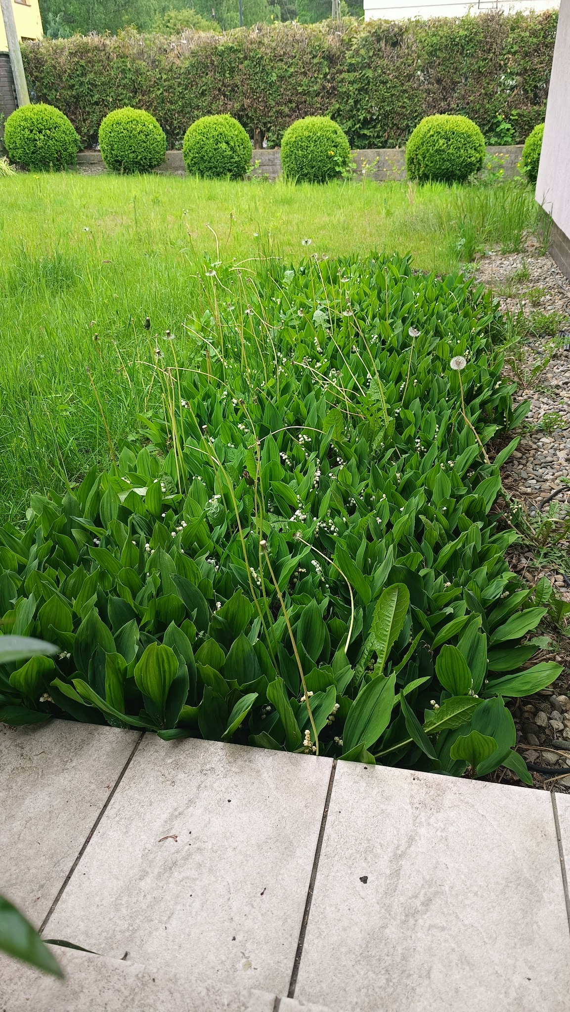 Kępa kwitnących konwalii majowych przy chodniku, z kulistymi krzewami w tle. Widok na bujny, zielony ogród przydomowy.