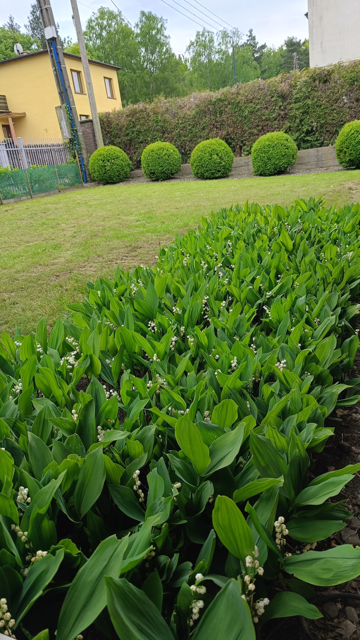 Kwitnący szpaler konwalii majowej w ogrodzie, z równo przyciętym trawnikiem i kulistymi krzewami w tle. Dom w oddali.