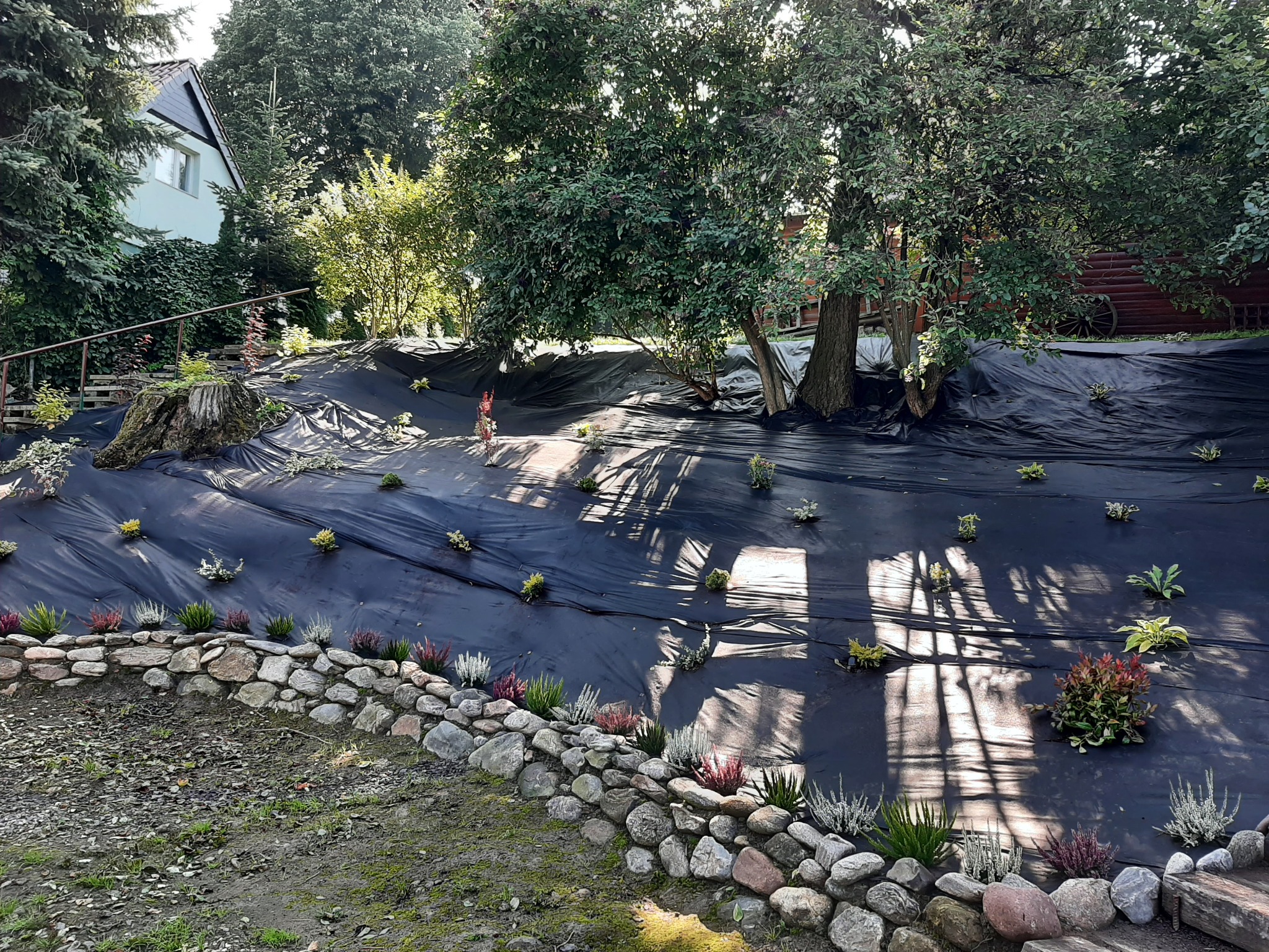 Przygotowanie terenu pod nasadzenia na zboczu: czarna agrowłóknina rozłożona na ziemi z małymi sadzonkami, kamienny murek oporowy u podstawy zbocza, w tle drzewa i budynek.