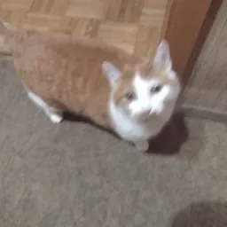 Praca w Niemczech gory ( (koło Studgardu) pan po zlamaniu nogi, niedosłuch demencja i kotek jego..