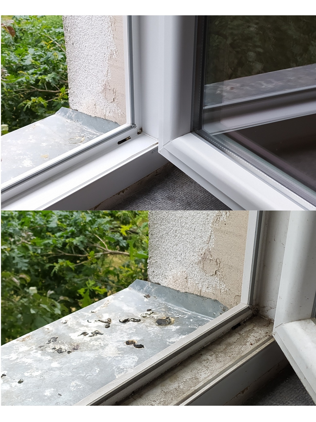 Porównanie: górna część okna po umyciu, dolna część okna z parapetem zewnętrznym zabrudzonym ptasimi odchodami przed umyciem.