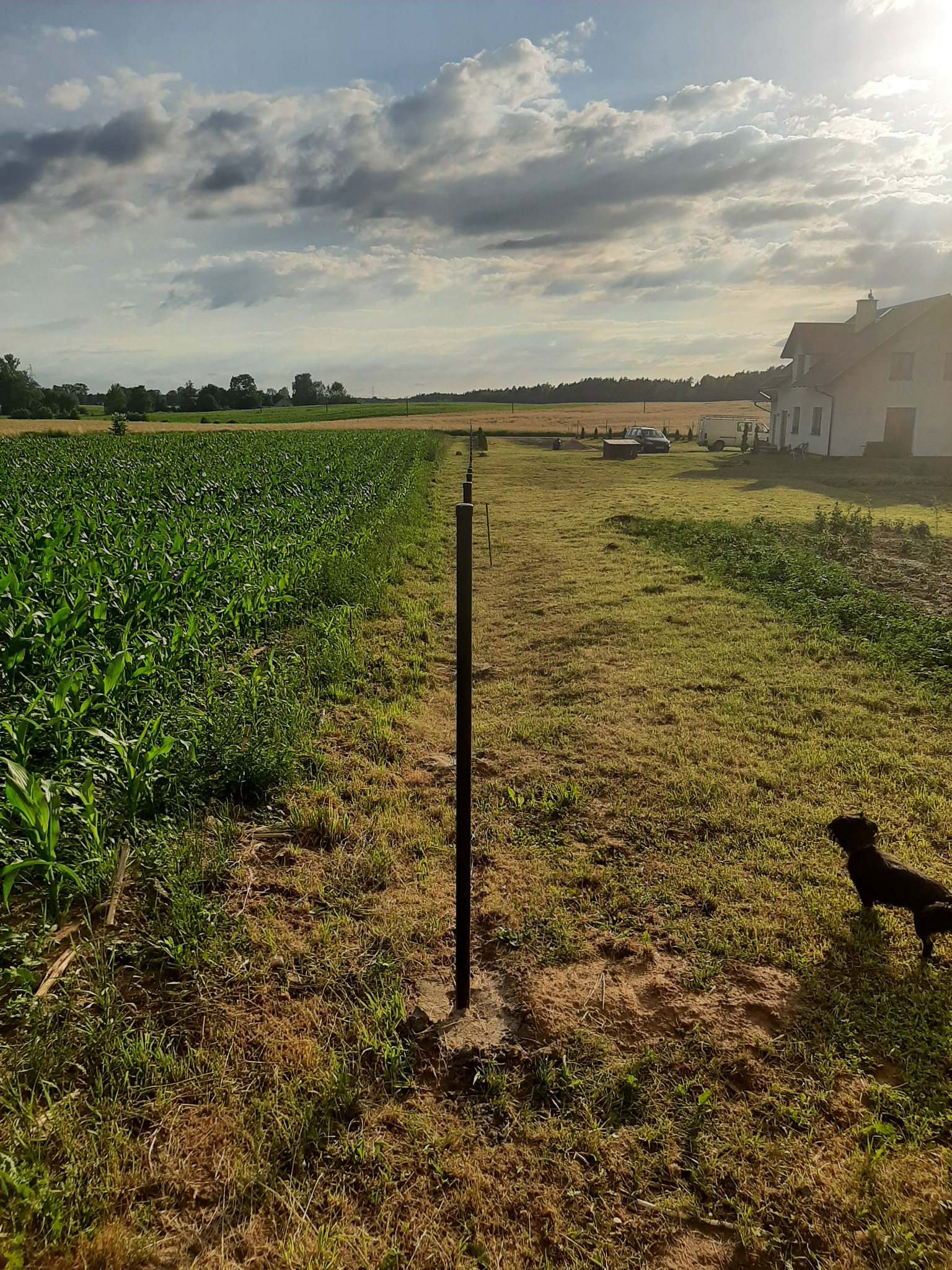 Montaż słupka ogrodzeniowego na granicy pola kukurydzy i trawnika, widoczny dom w tle i pies
