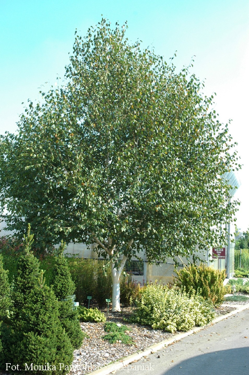 Duże drzewo liściaste z bielonym pniem, otoczone mniejszymi krzewami i drzewkami iglastymi, rosnące na terenie szkółki drzew.