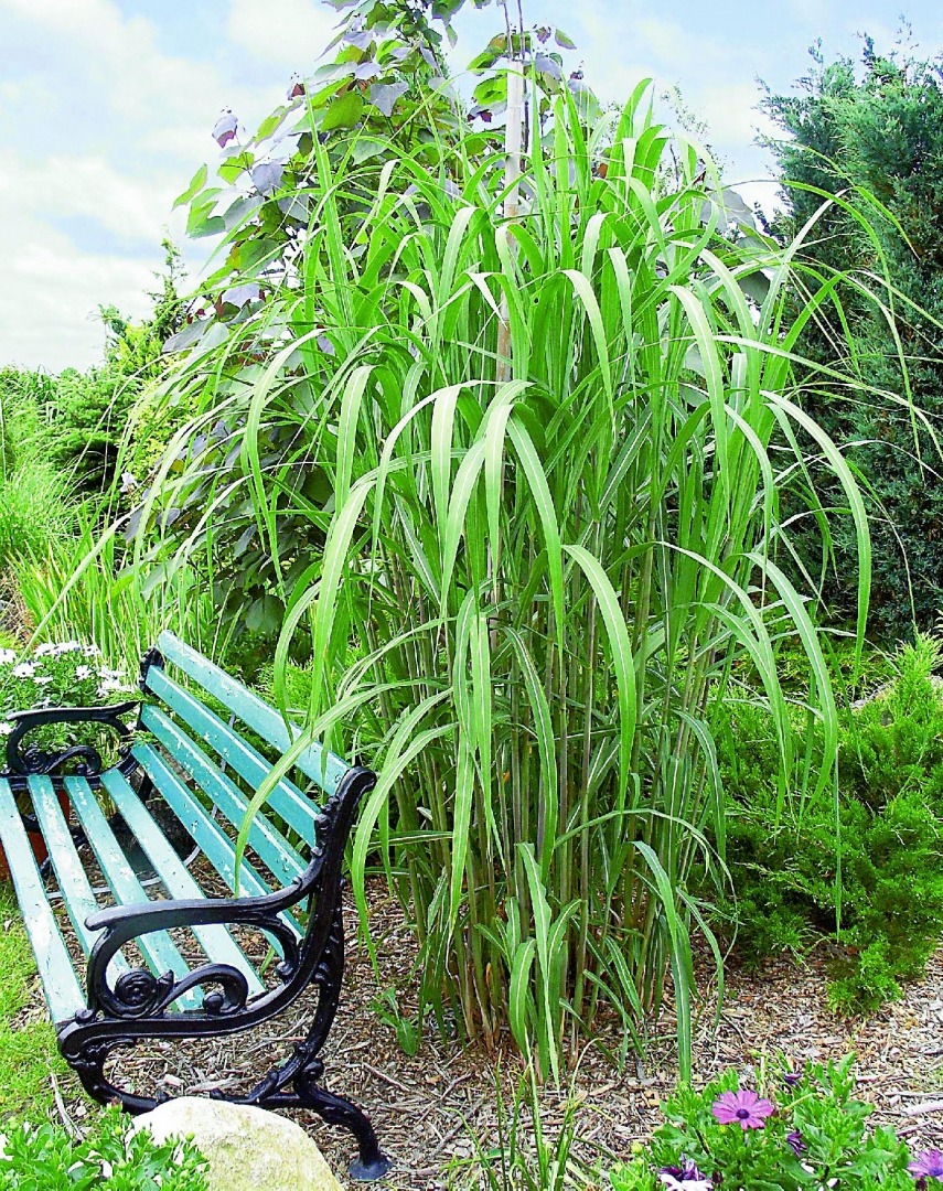 Ozdobna trawa 'Miscanthus' w ogrodzie z turkusową ławką w stylu retro, widoczne kwiaty i drzewa w tle.