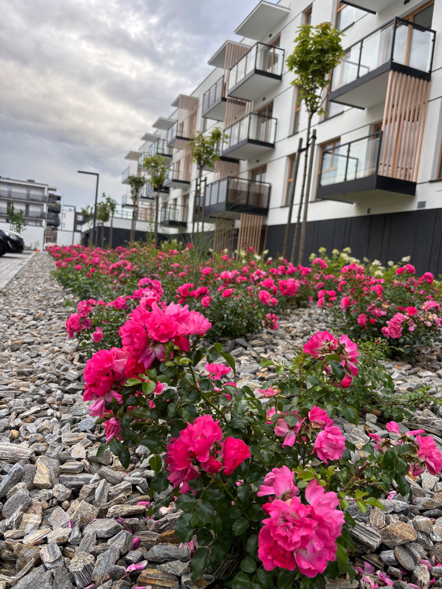 Kwitnące, różowe róże na tle nowoczesnego budynku z balkonami i szarą, kamienną rabatą. Ujęcie z dołu podkreśla głębię kompozycji.