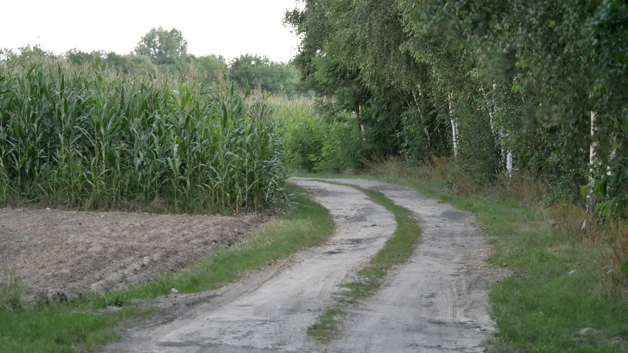 Polna droga z koleinami, prowadząca obok pola kukurydzy i lasu liściastego.