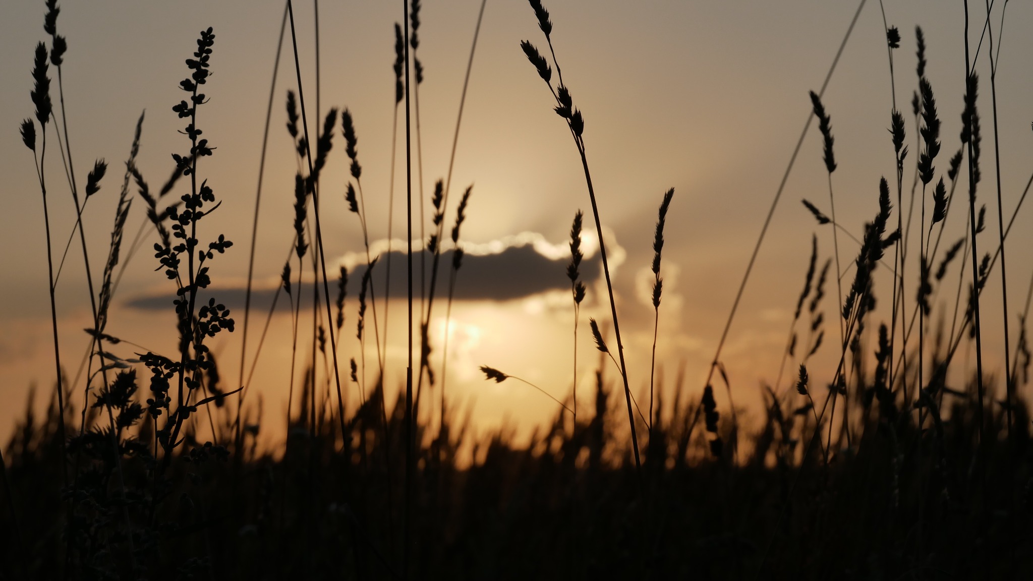 Silhouettes of tall grass and wildflowers against a sunset sky with a single cloud.