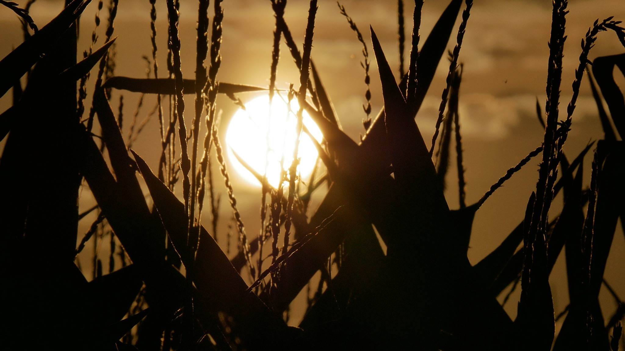 Silhouetted corn stalks and leaves against a bright, hazy sunset, creating a warm, golden-brown tone.