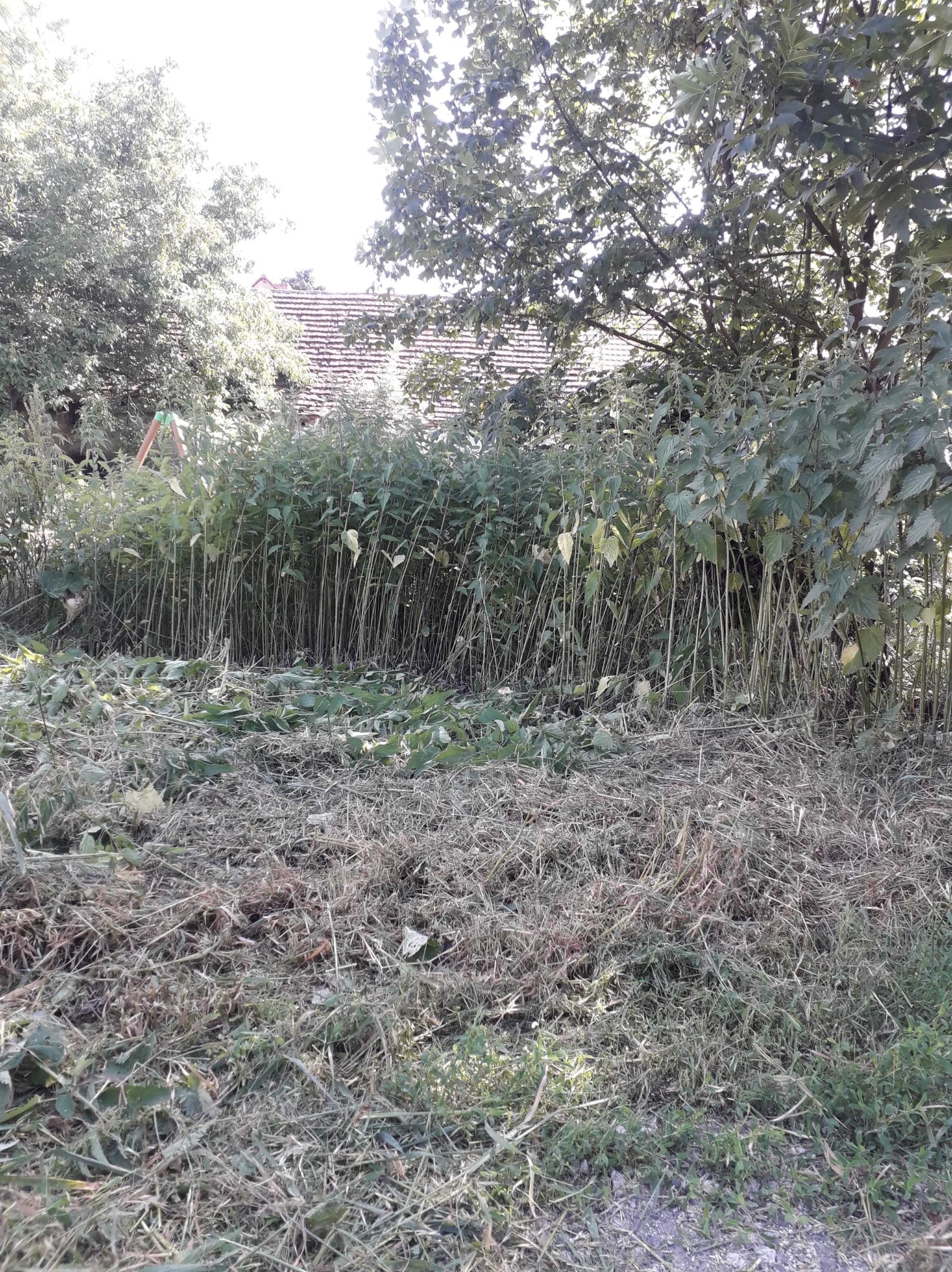 Zarośnięty ogród z wysokimi chwastami i pokoszoną trawą, widoczny fragment dachu domu w tle.