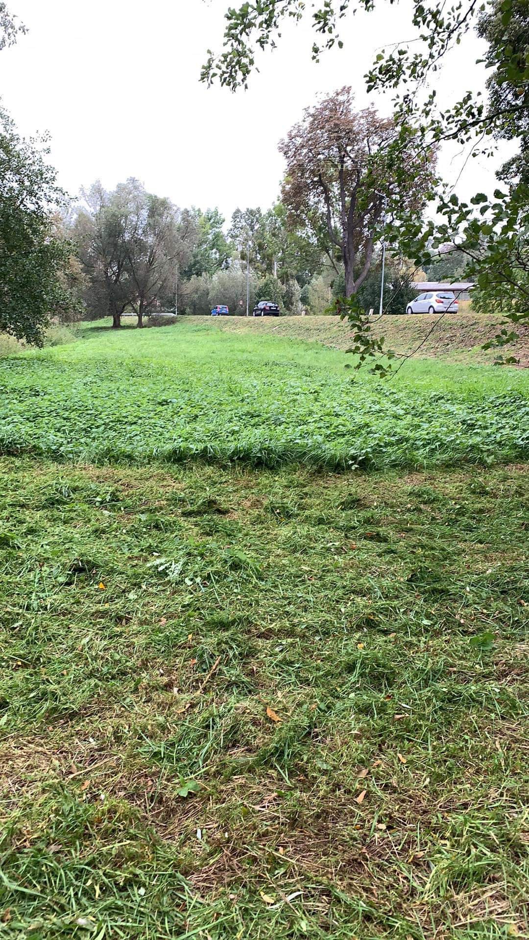 Świeżo skoszona trawa na rozległym terenie zielonym, widoczne ślady po koszeniu, w tle drzewa i jezdnia z samochodami.