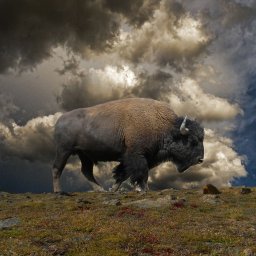 Murarz Warszawa - avatar