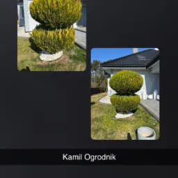 Dwa ujęcia tego samego, formowanego, kulistego krzewu 'bonsai' na trawniku przed domem z białymi kamykami u podstawy. Krzew po profesjonalnym przycięciu.