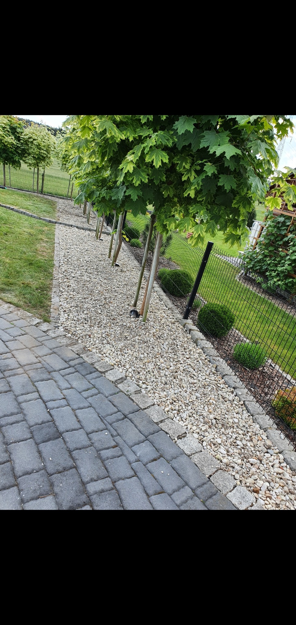 Równy rząd formowanych drzew liściastych wzdłuż ścieżki z białego żwiru, oddzielającej trawnik od kostki brukowej i ogrodzenia z siatki.