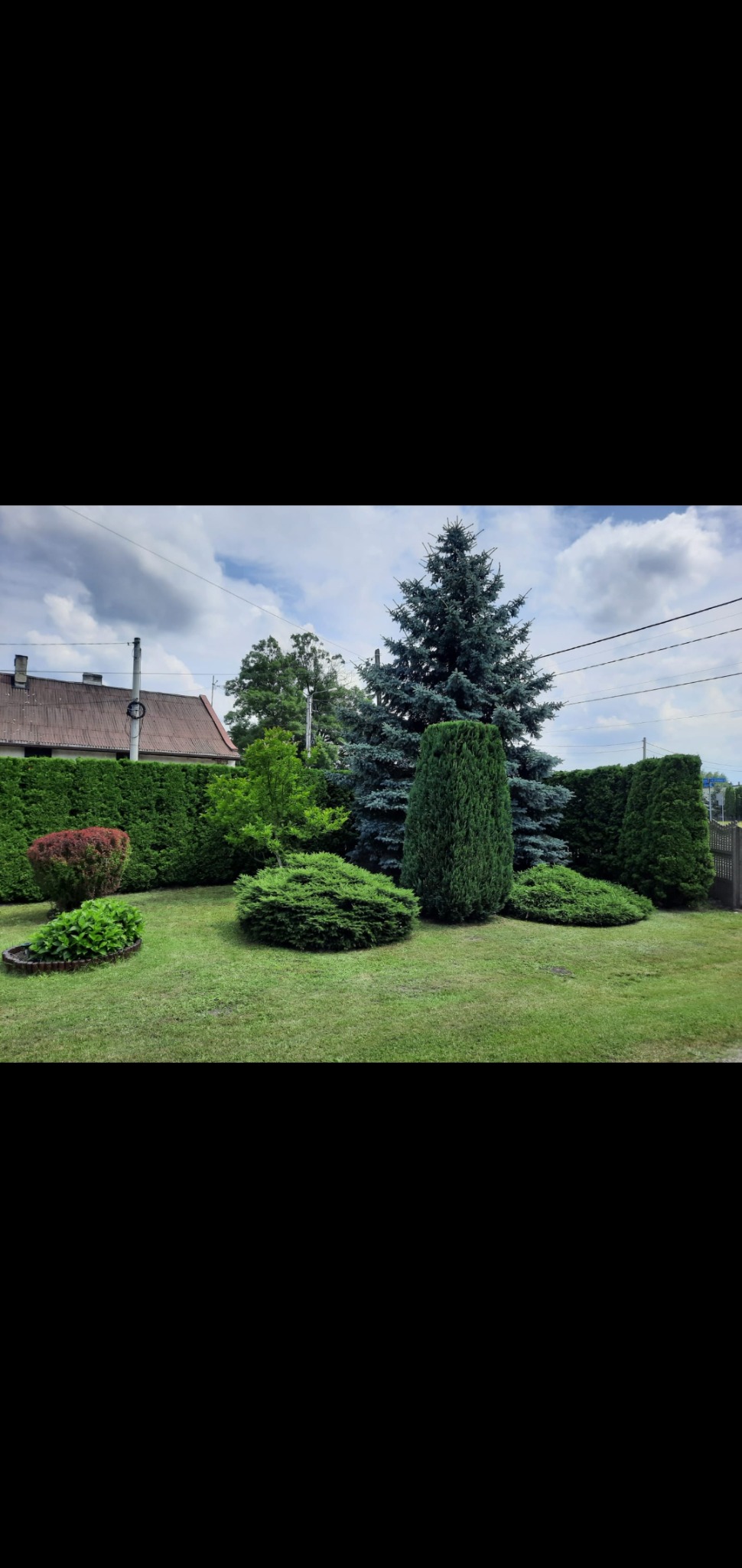 Zadbany ogród z równo przystrzyżonym trawnikiem, formowanymi krzewami i wysokimi, zielonymi drzewami iglastymi, w tle widoczny dom z czerwoną dachówką.