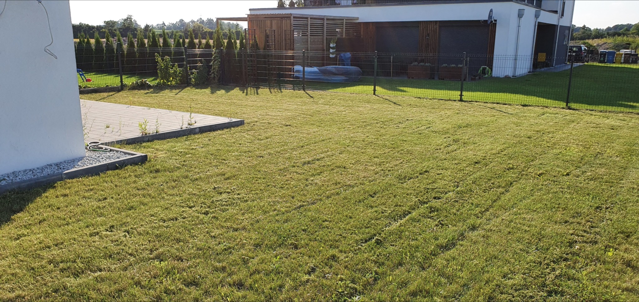 Świeżo skoszony trawnik przed nowoczesnym domem z kostką brukową i ozdobnymi tujami w tle, widoczne ślady po kosiarce.