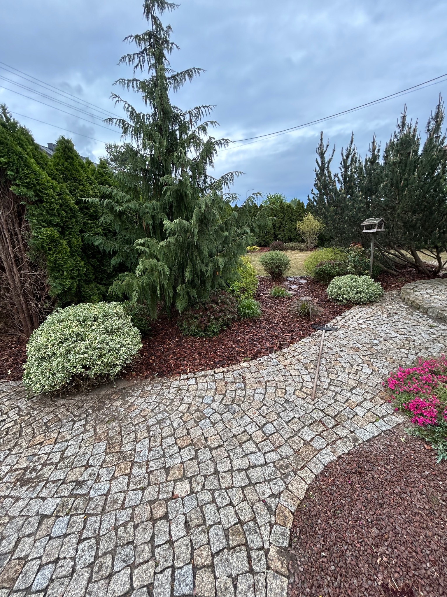 Urokliwy ogród z kamienną ścieżką w kształcie łuku, wyściółkowanymi rabatami korą i różnorodną roślinnością, w tym iglaki i kwitnące kwiaty. Grabie leżą na ścieżce.