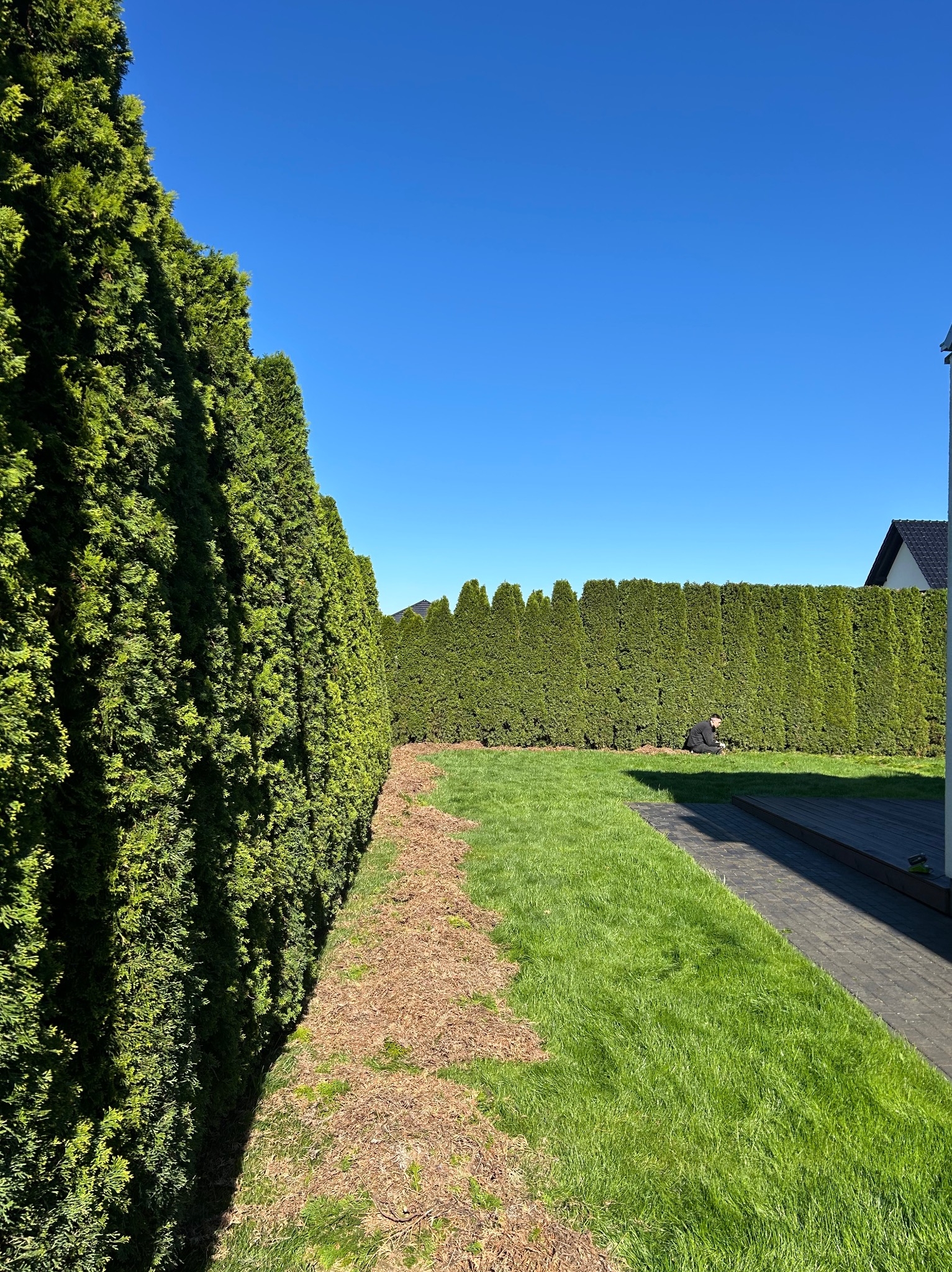 Równy żywopłot z tui po formowaniu w Opolu. Widoczna świeżo skoszona trawa i osoba przycinająca krzewy. Słoneczny dzień, błękitne niebo.