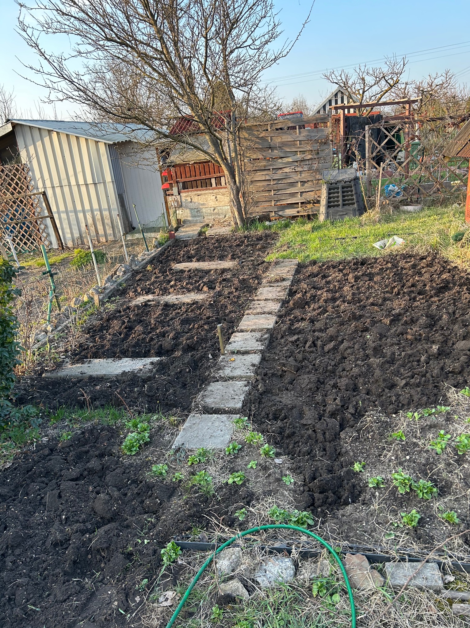 Przygotowana pod uprawę działka z wytyczoną ścieżką z płyt betonowych. Widoczne świeżo przekopane grządki i fragment węża ogrodowego.