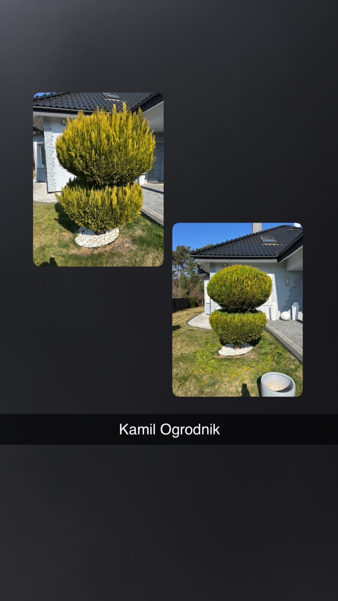 Dwa ujęcia tego samego, formowanego, kulistego krzewu 'bonsai' na trawniku przed domem z białymi kamykami u podstawy. Krzew po profesjonalnym przycięciu.