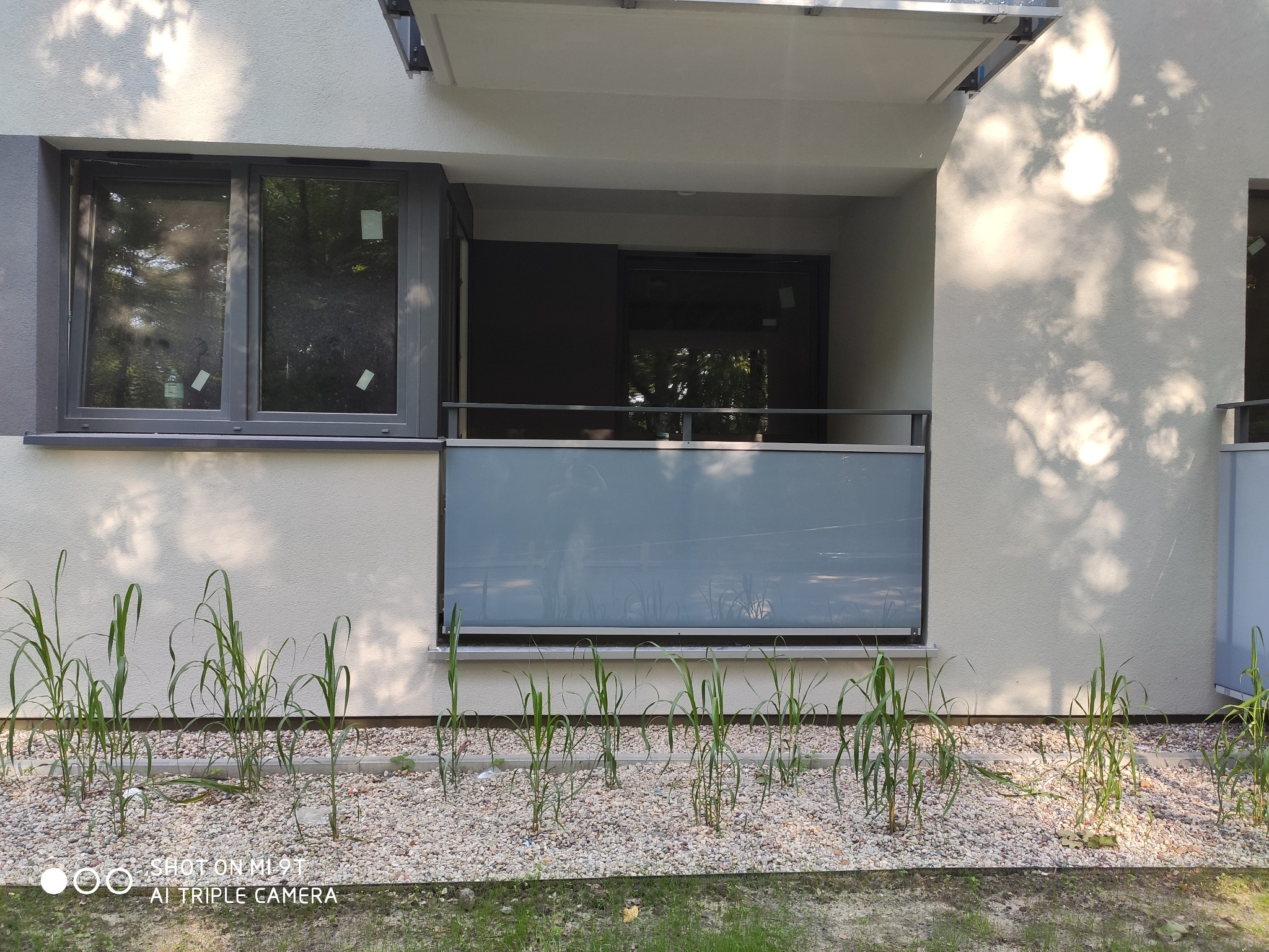 Szklana balustrada balkonowa z widocznymi młodymi roślinami w ozdobnym żwirze u podstawy, na tle białej fasady budynku.