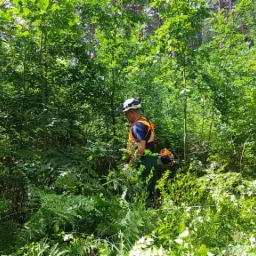 Czyszczenie zapuszczonego parku.